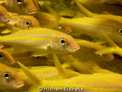Yellow Goatfish, very close by Hisham Elshafie 